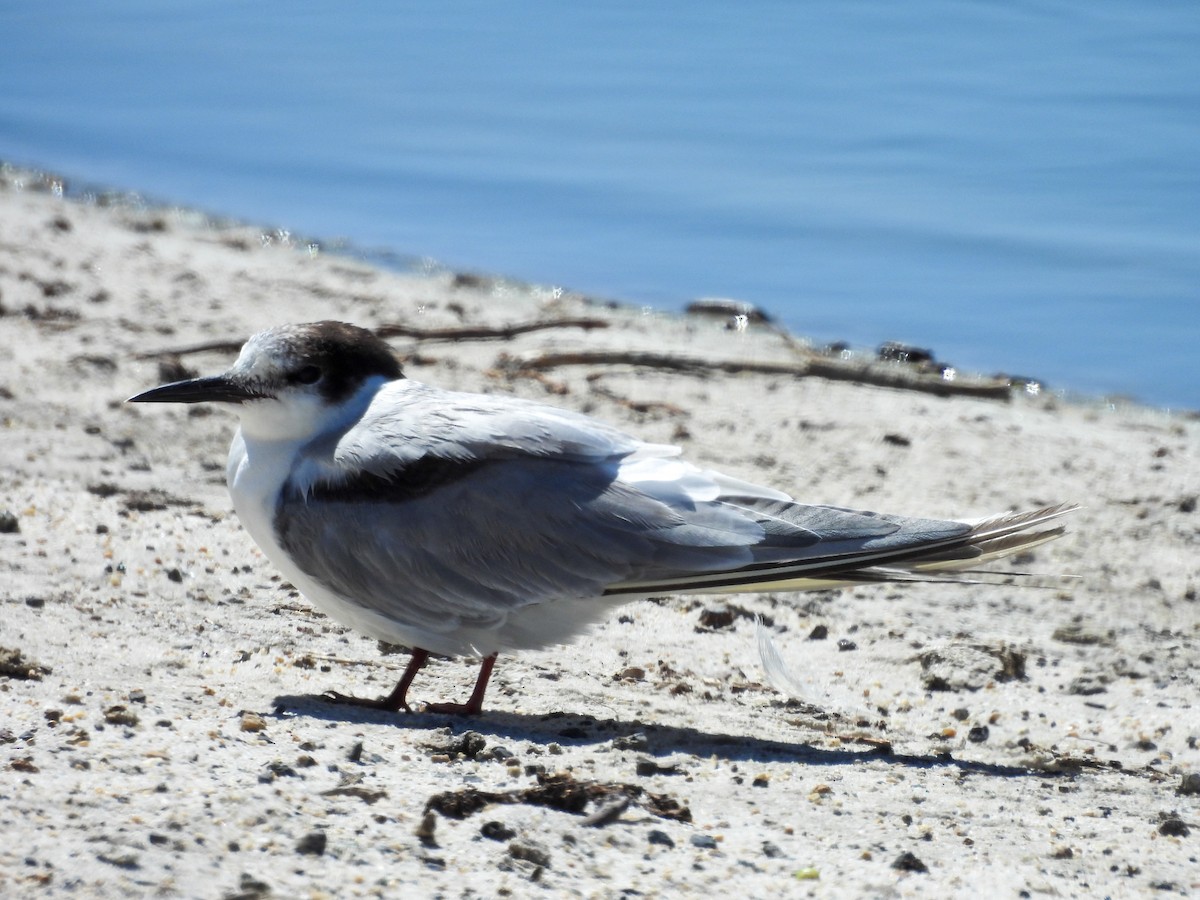 Common Tern - ML651146597