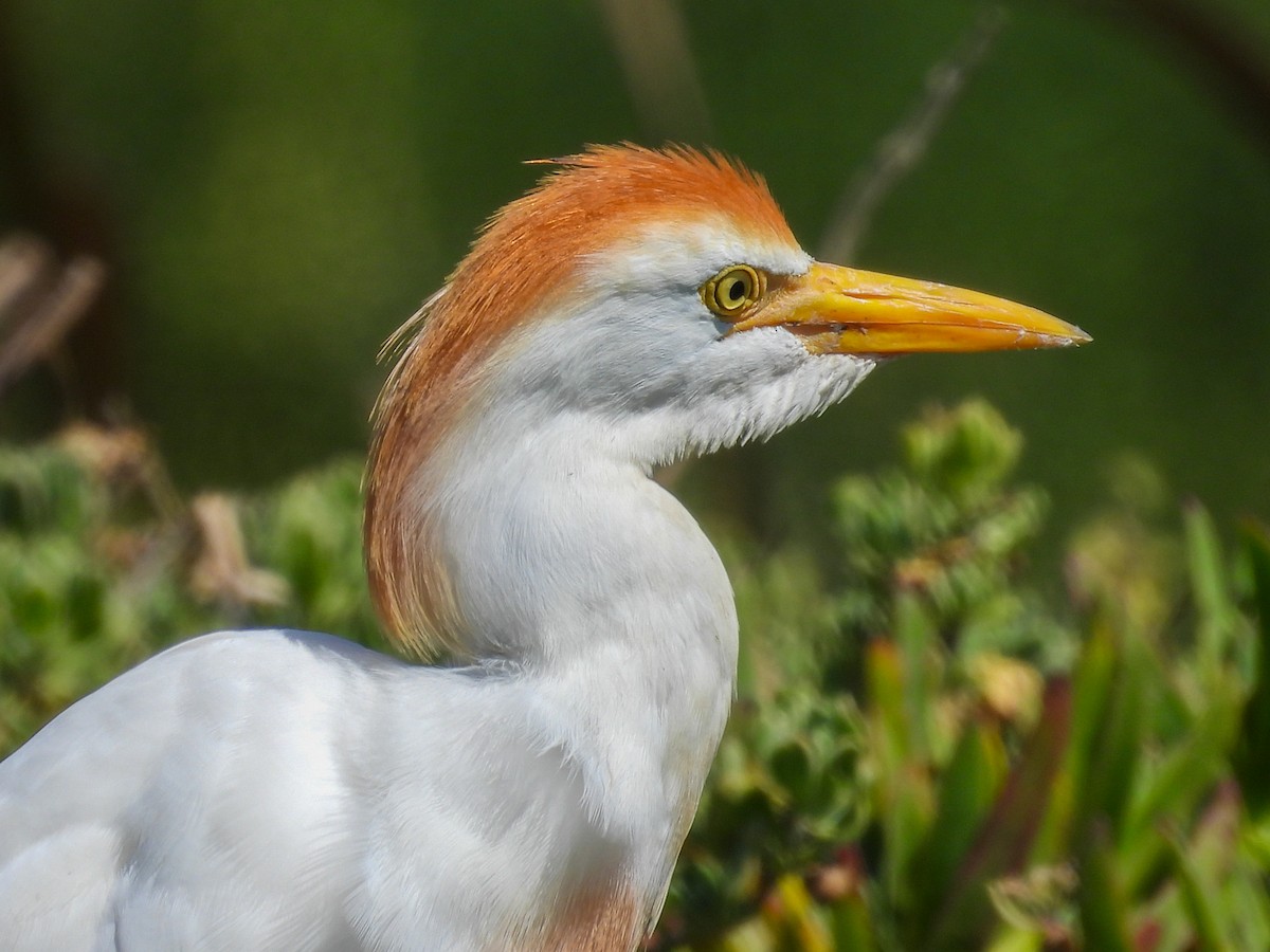 Western Cattle-Egret - ML651146611