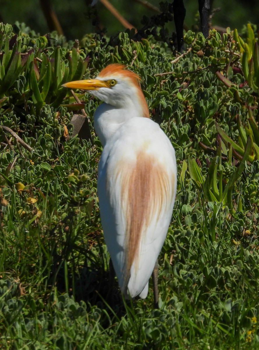 Western Cattle-Egret - ML651146612