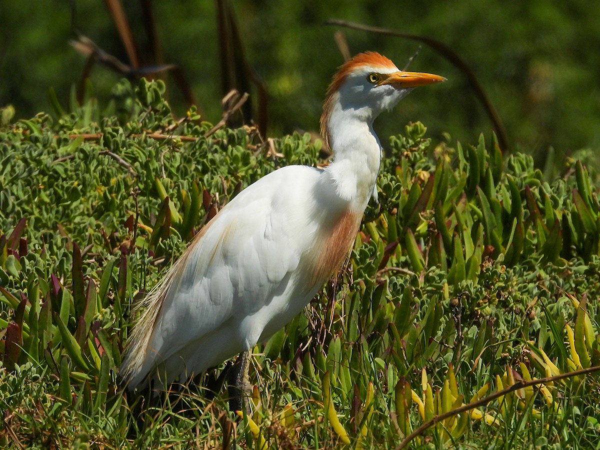Western Cattle-Egret - ML651146613