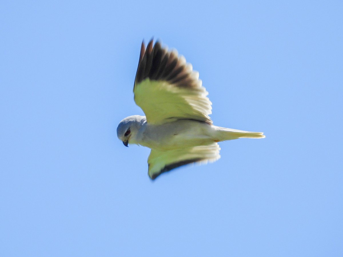 Black-winged Kite - ML651146645