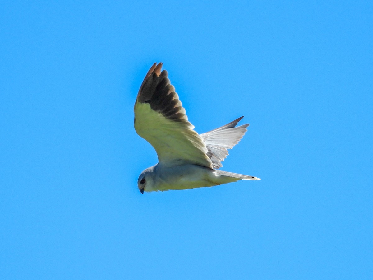 Black-winged Kite - ML651146647