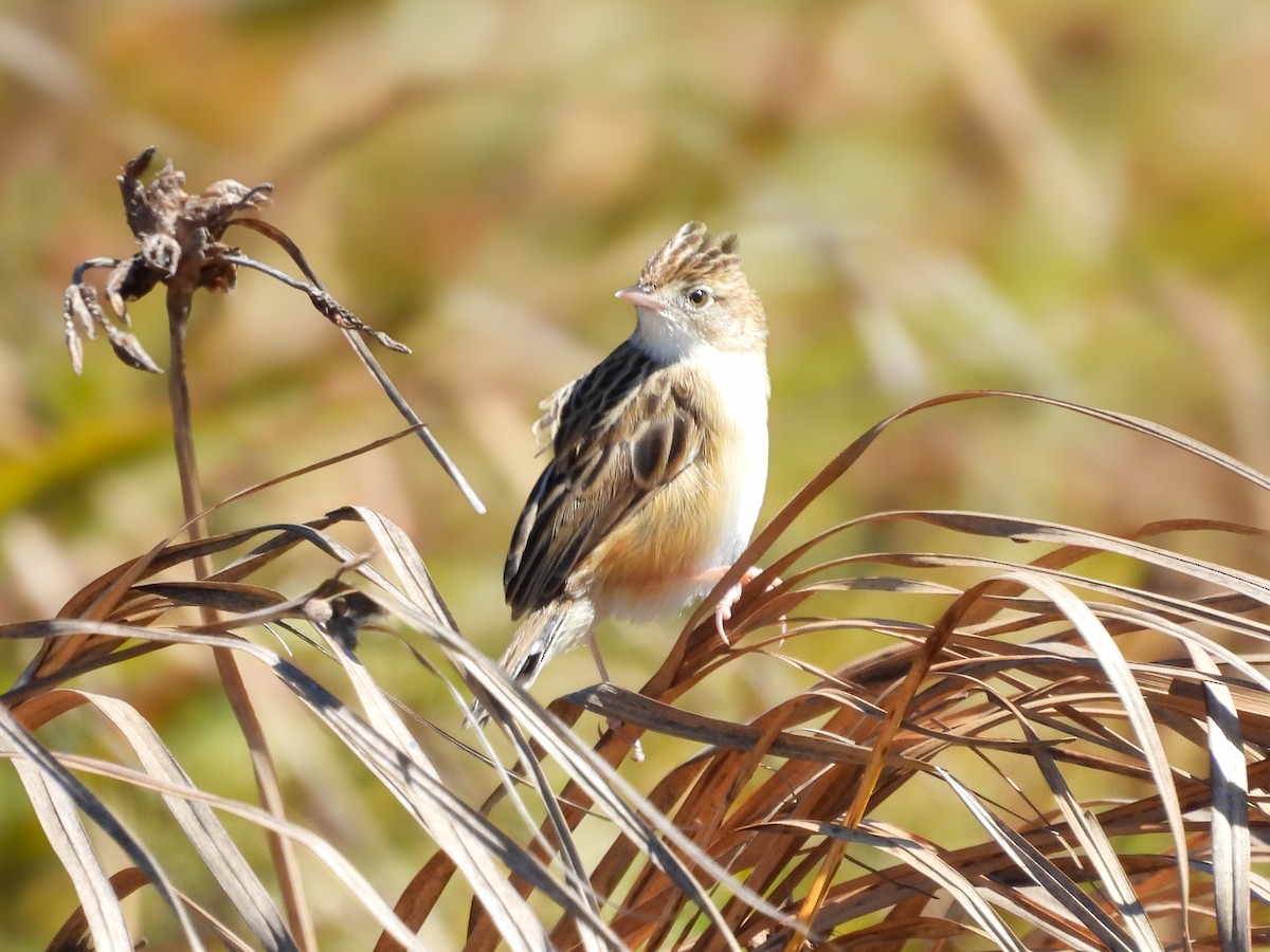 Zitting Cisticola - ML651146657