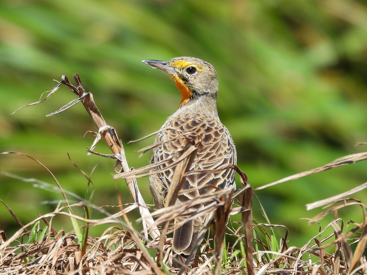 Orange-throated Longclaw - ML651146685