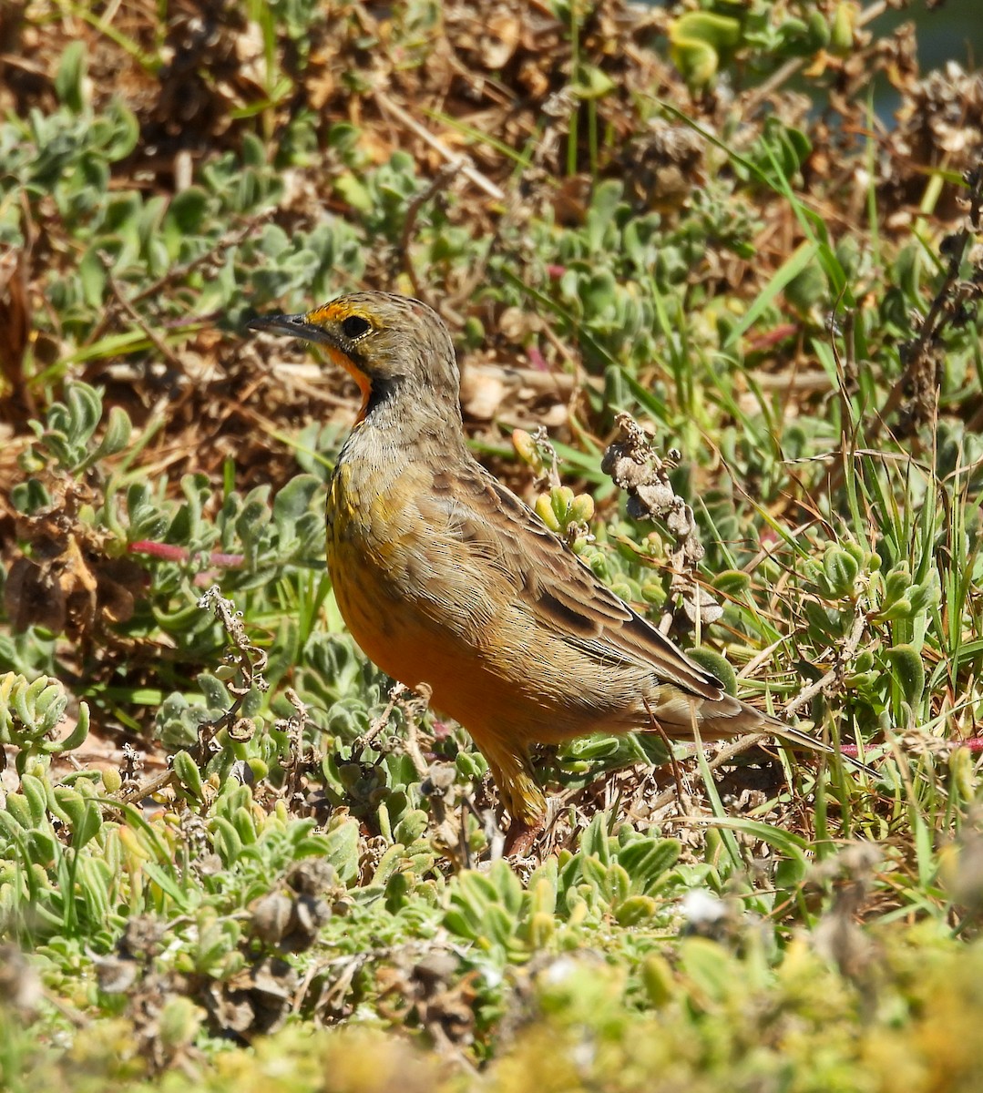 Orange-throated Longclaw - ML651146686