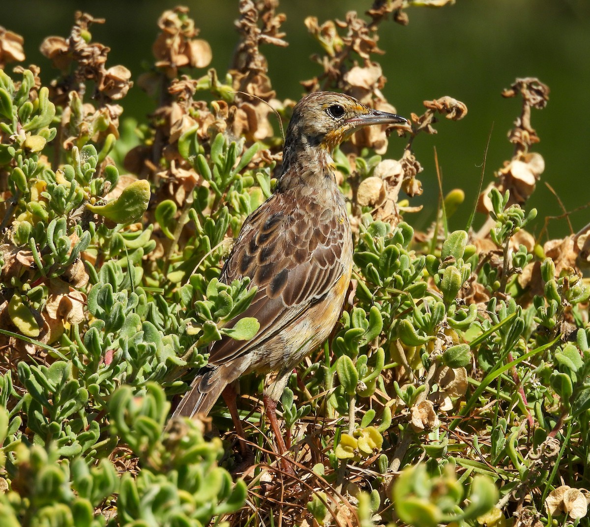 Orange-throated Longclaw - ML651146687