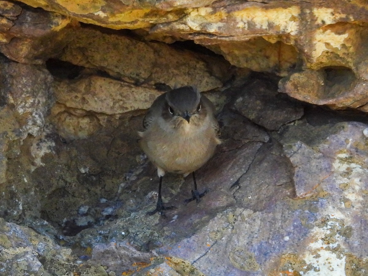 Familiar Chat - ML651146767