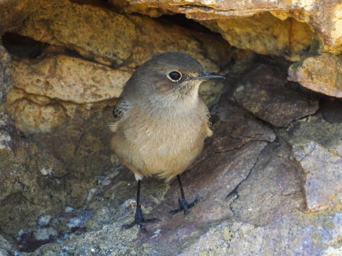 Familiar Chat - ML651146768