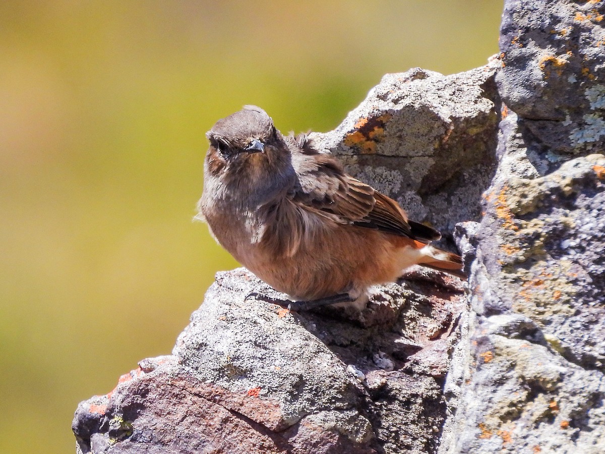 Familiar Chat - ML651146769