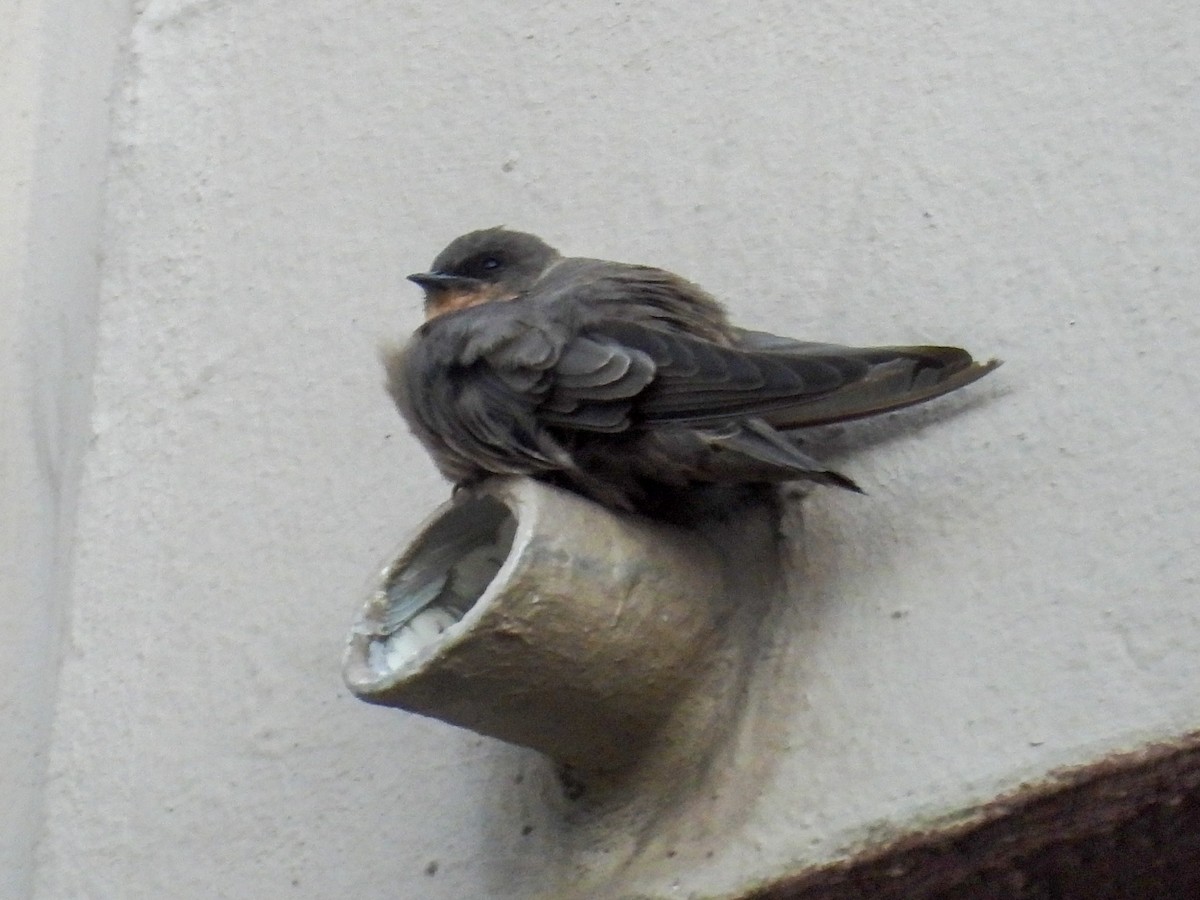 Southern Crag-Martin - ML651146775