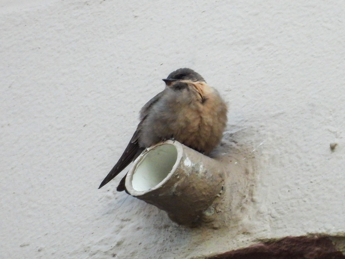 Southern Crag-Martin - ML651146776