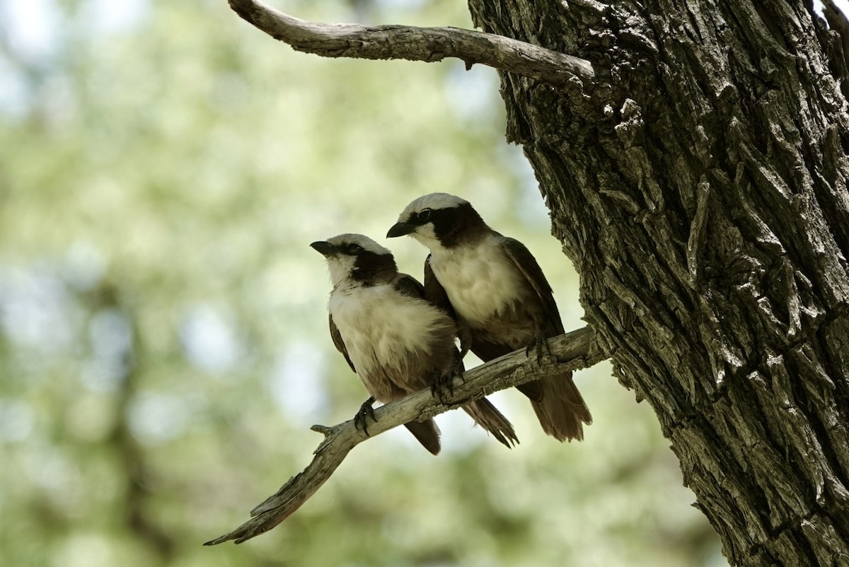 Weißscheitelwürger - ML651146814