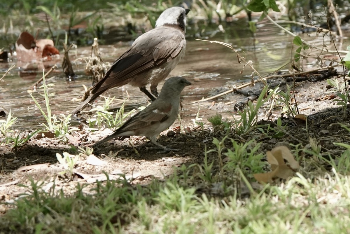 Damarasperling - ML651146849