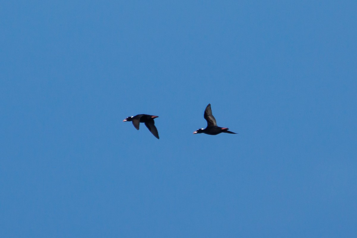 Surf Scoter - ML651146872