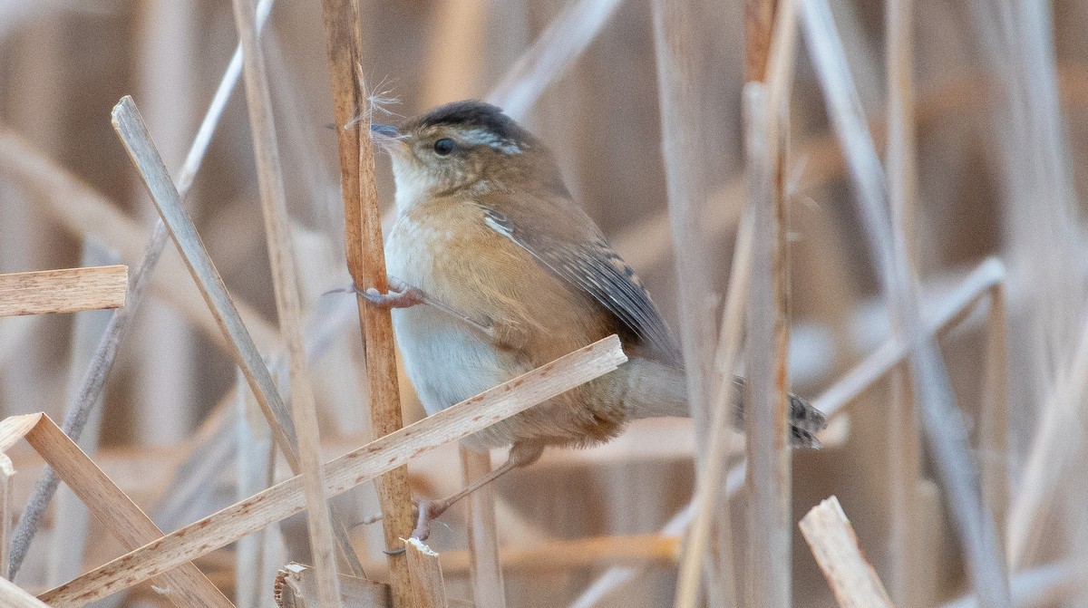 Marsh Wren - ML651146950