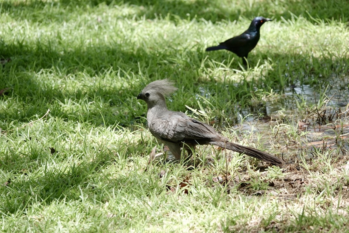 Graulärmvogel - ML651147057