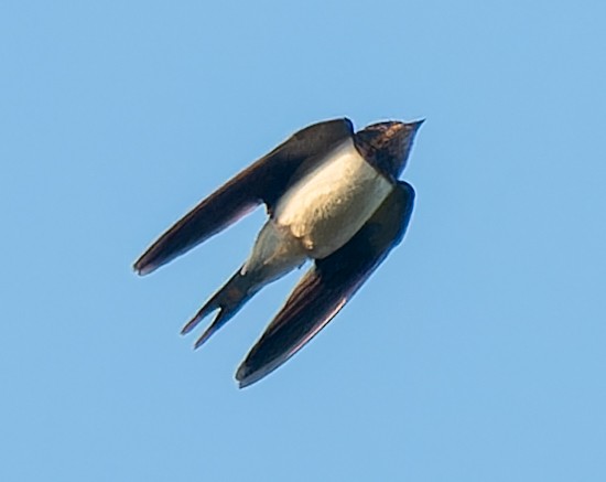 låvesvale - ML651147089