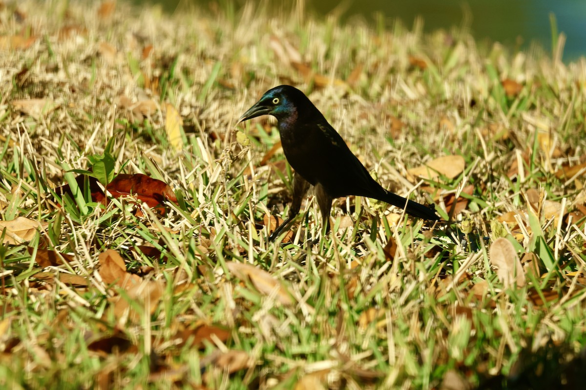 Common Grackle - ML651147329