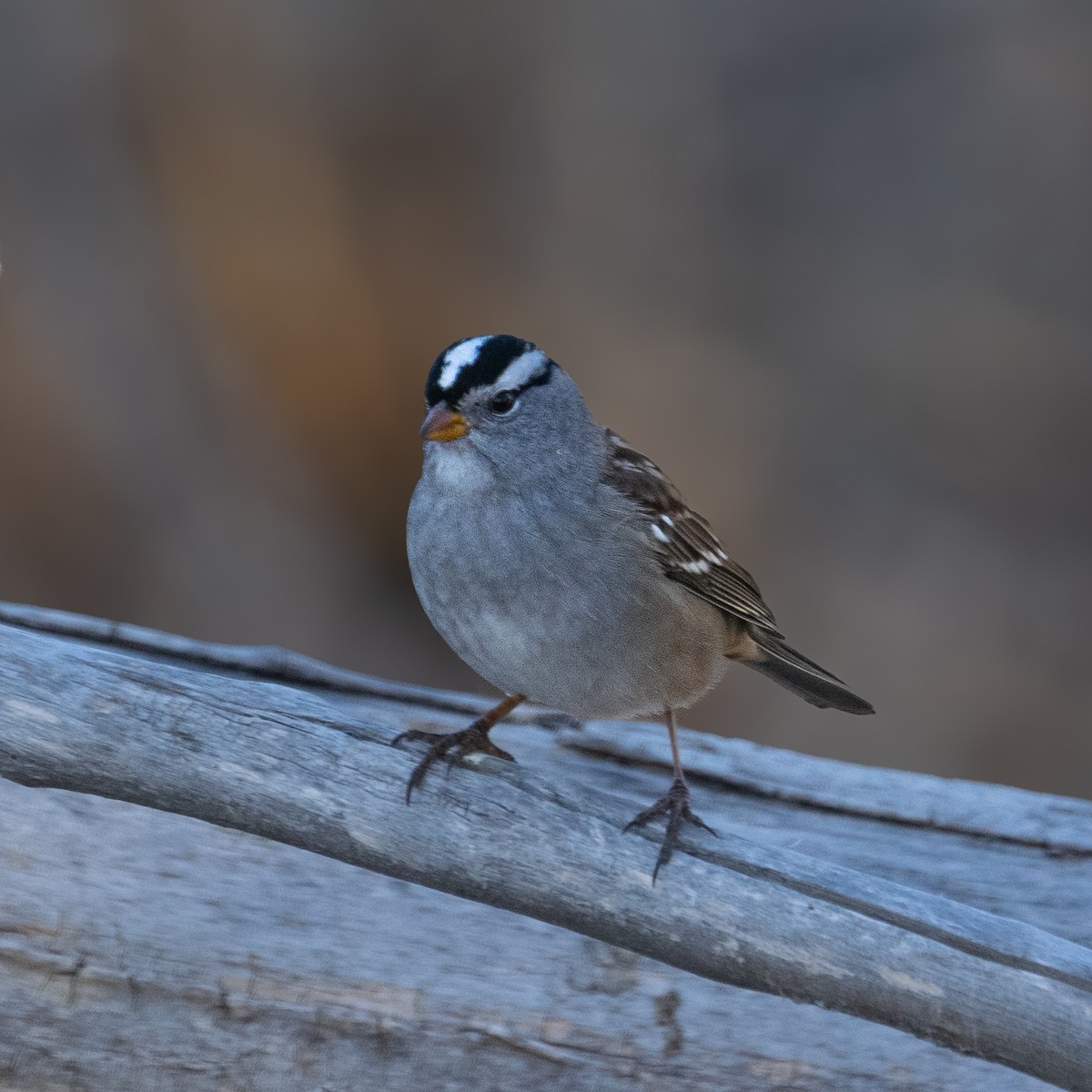 White-crowned Sparrow (Gambel's) - ML651147335