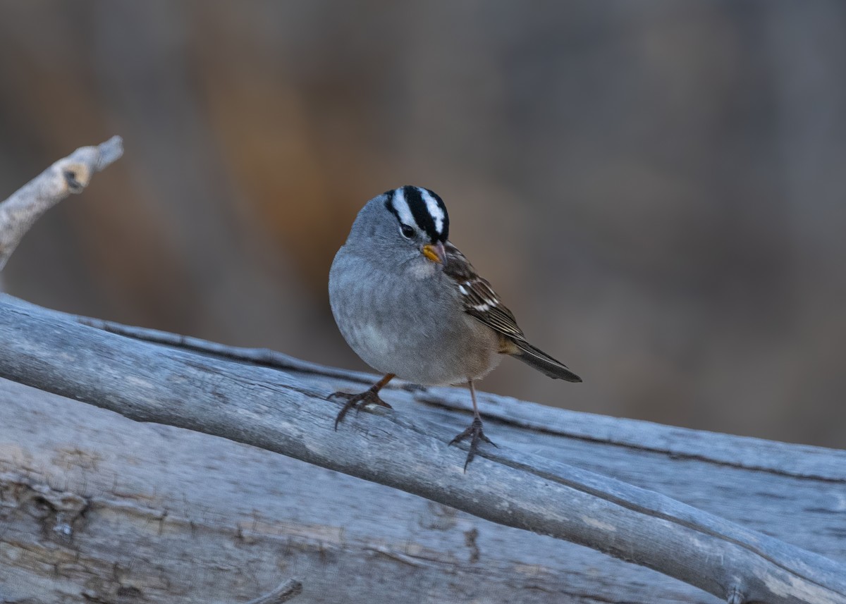 White-crowned Sparrow (Gambel's) - ML651147336