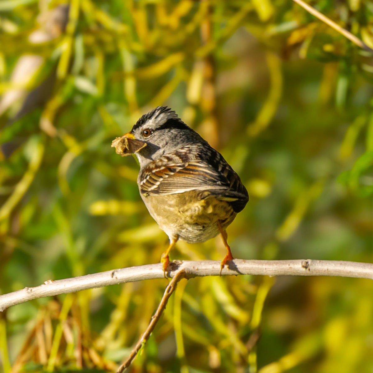 White-crowned Sparrow (Gambel's) - ML651147338