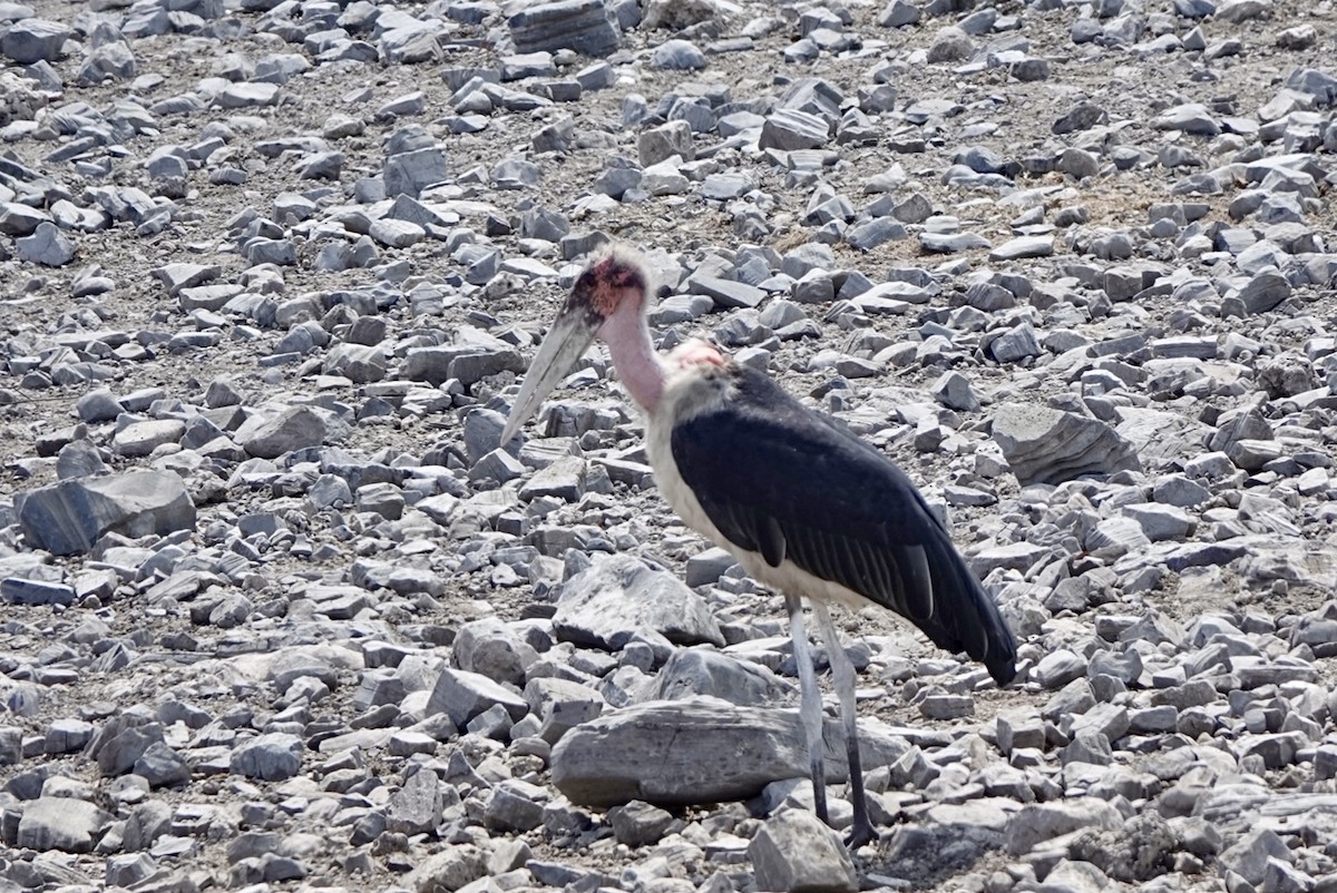 Marabu - ML651147656