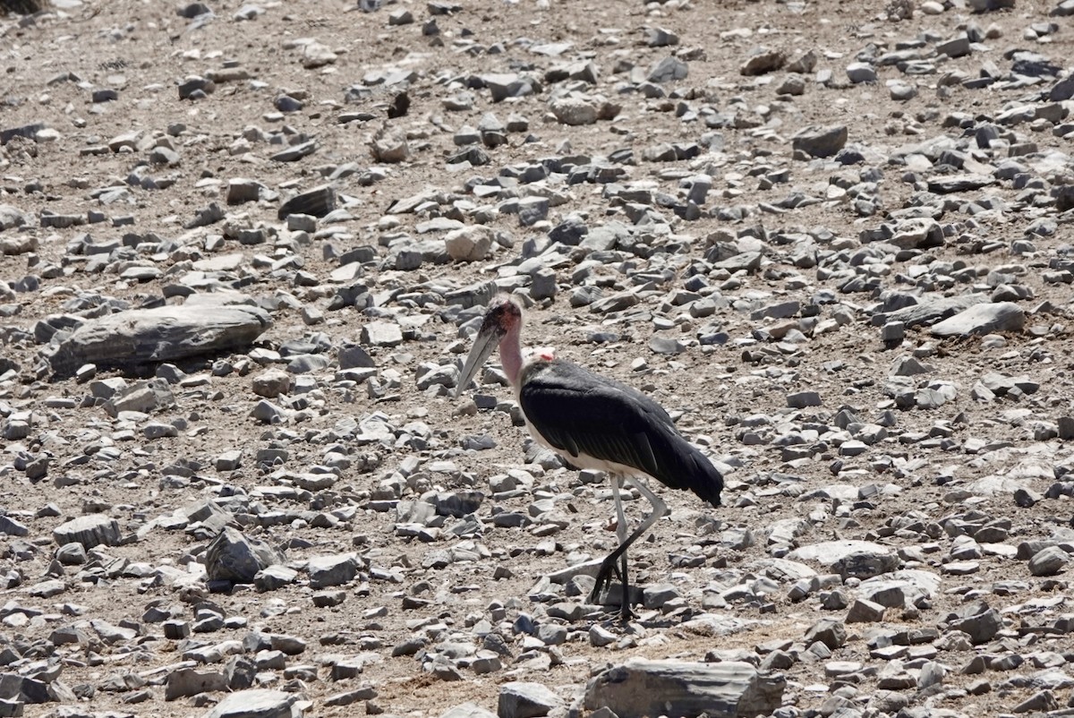 Африканский марабу - ML651147658