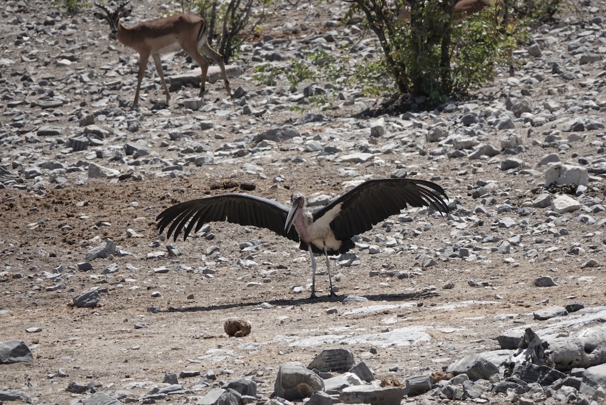 Marabu - ML651147659