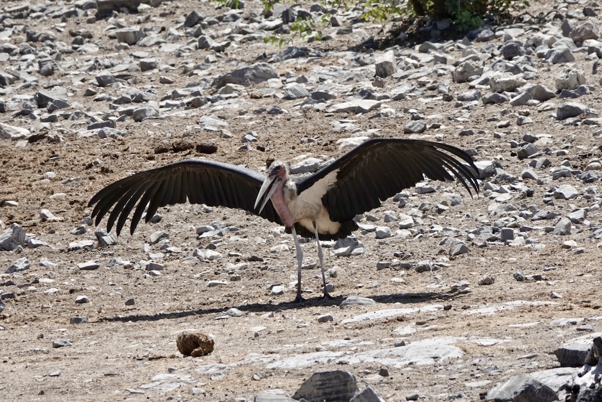 Marabu - ML651147660