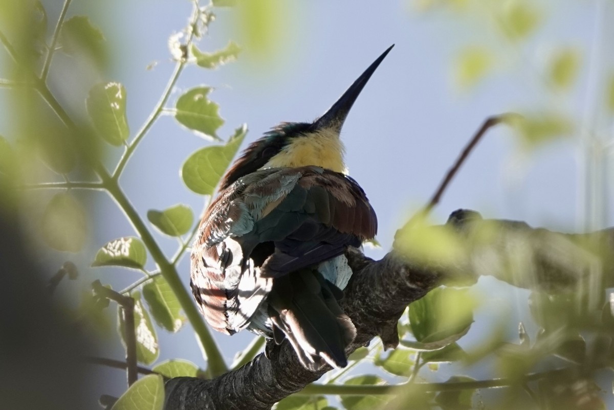 Золотистая щурка - ML651147679