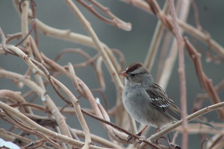 White-crowned Sparrow - ML651147688