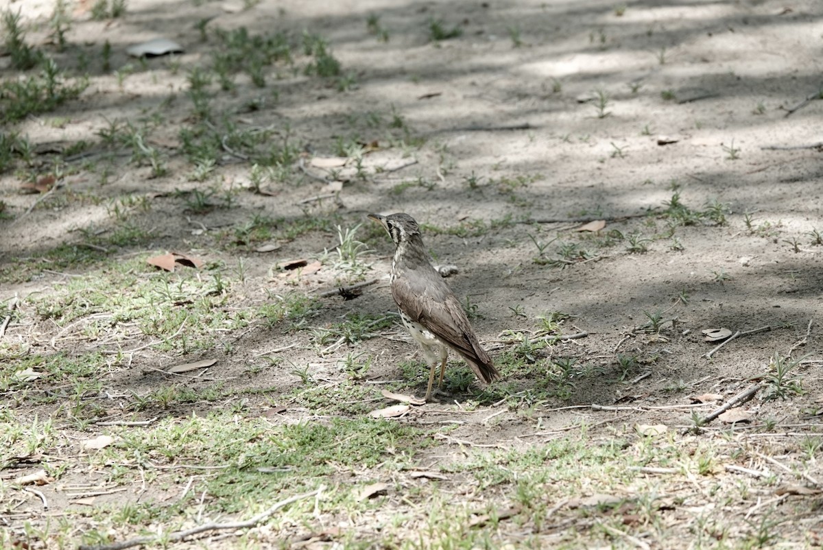 Дрозд-землекоп - ML651147727