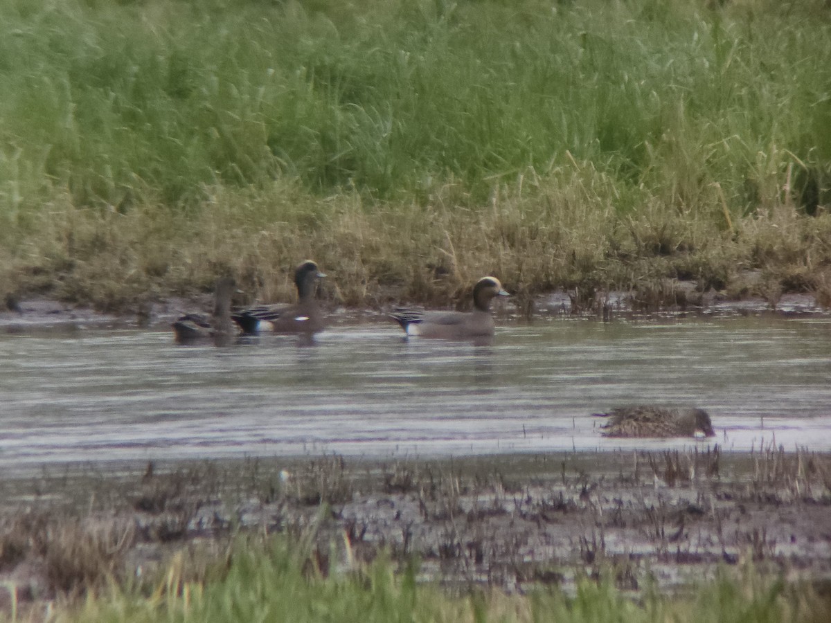 Eurasian x American Wigeon (hybrid) - ML651147753