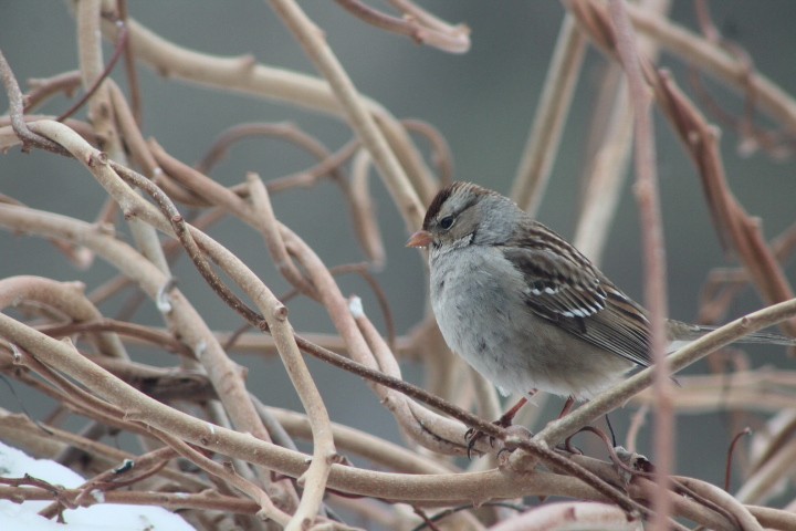 White-crowned Sparrow - ML651147763