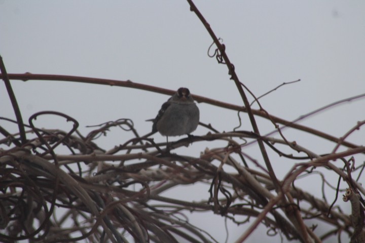 White-crowned Sparrow - ML651147820