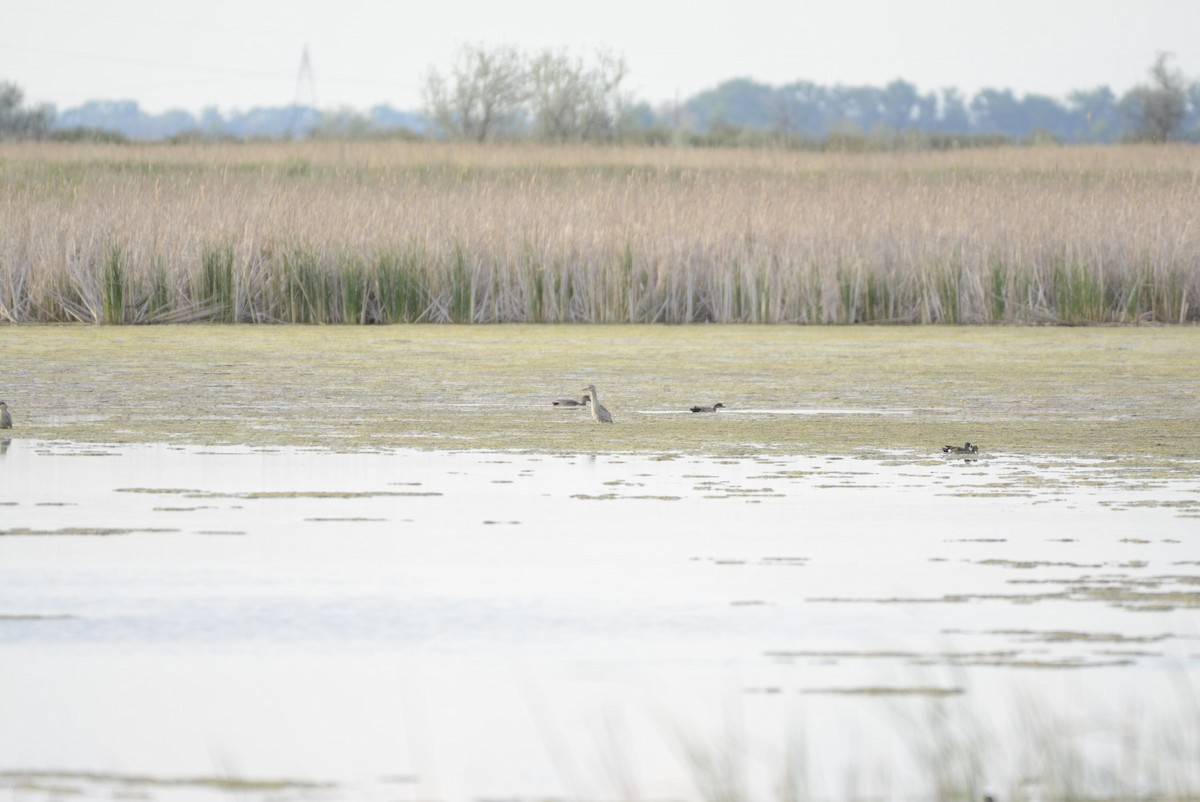 Bihoreau gris - ML651147821