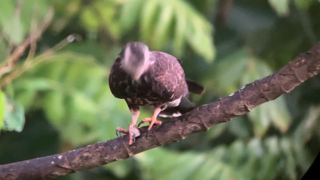 Schneckenbussard - ML651147843