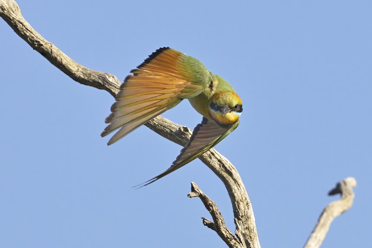 Rainbow Bee-eater - ML651147921
