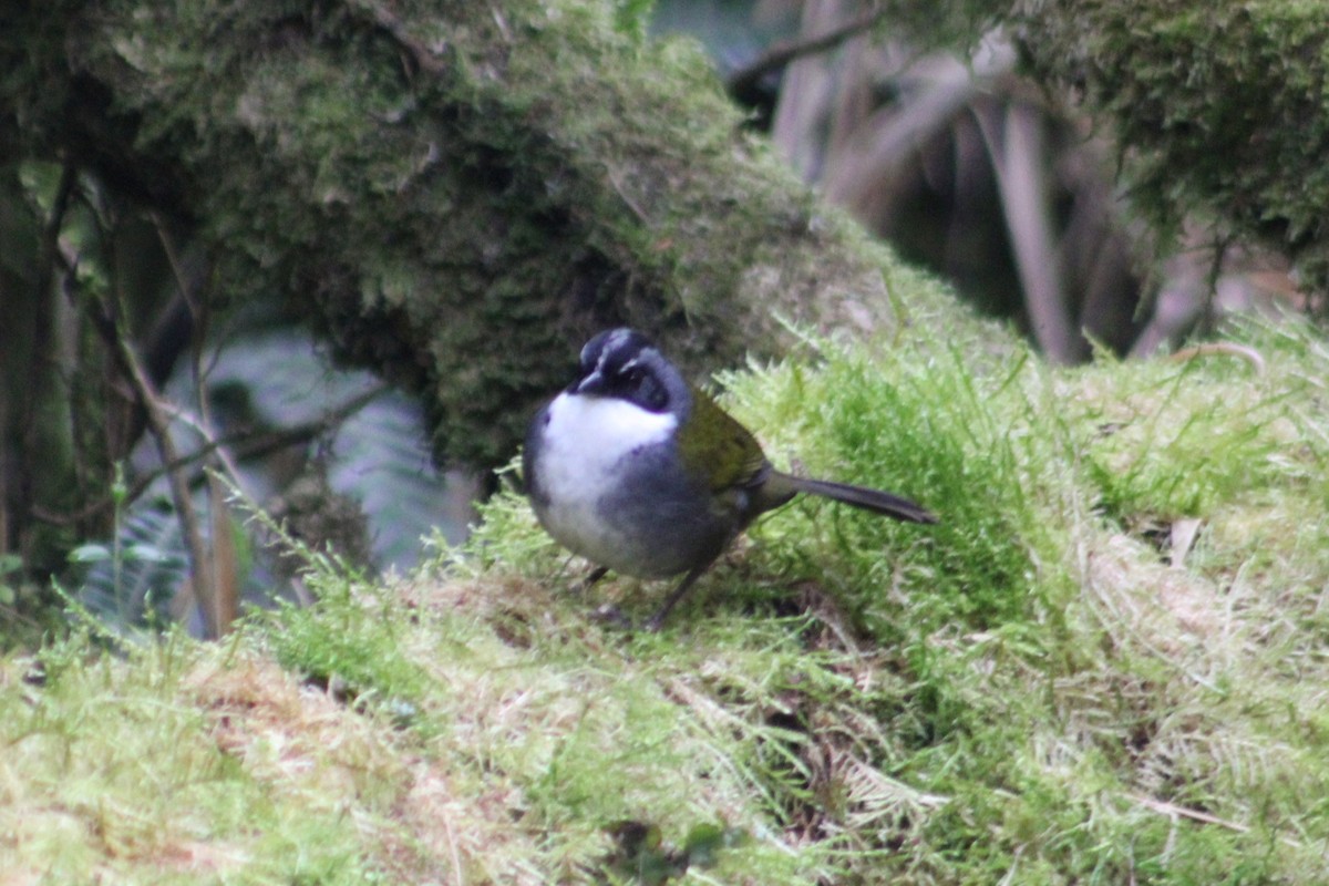 Gray-browed Brushfinch - ML651147947