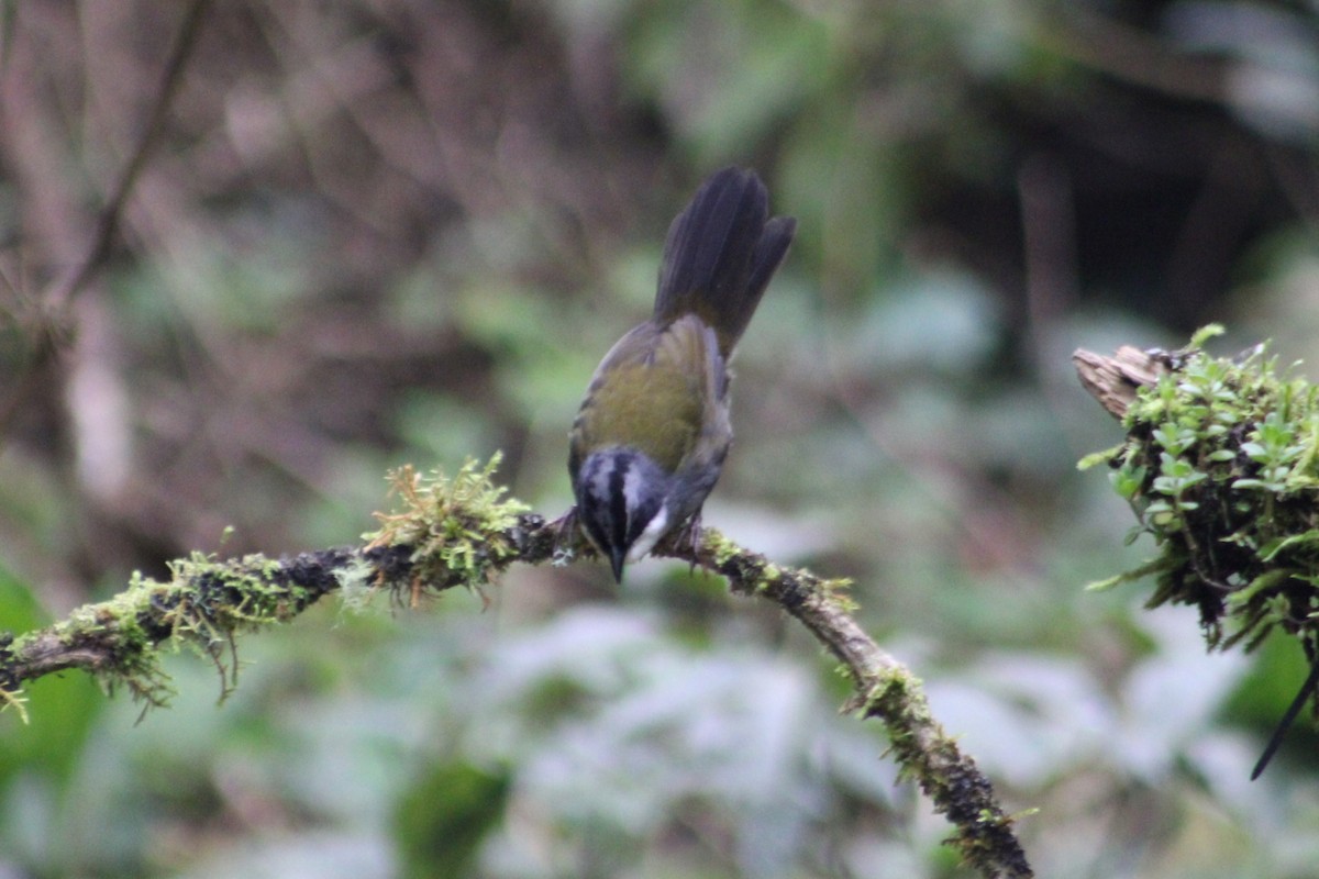 Gray-browed Brushfinch - ML651147948