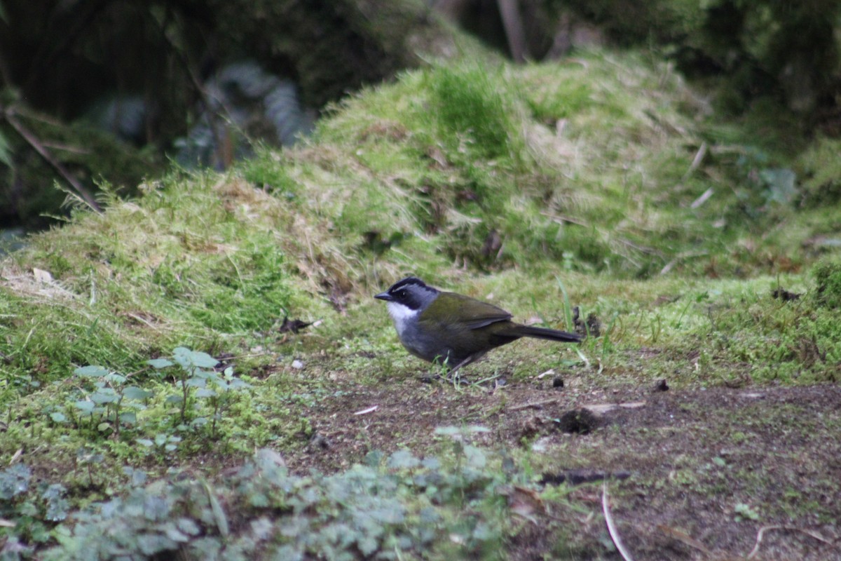 Gray-browed Brushfinch - ML651147975