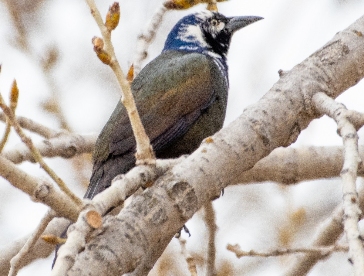 Common Grackle - ML651147993