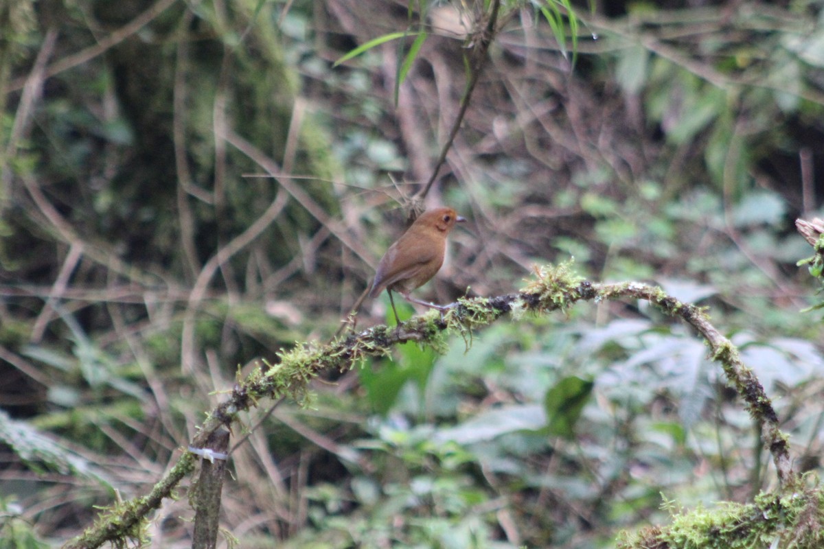 Equatorial Antpitta - ML651148021