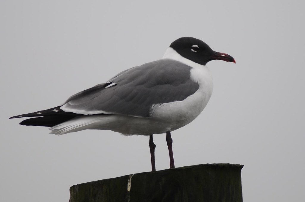 Mouette atricille - ML651148028