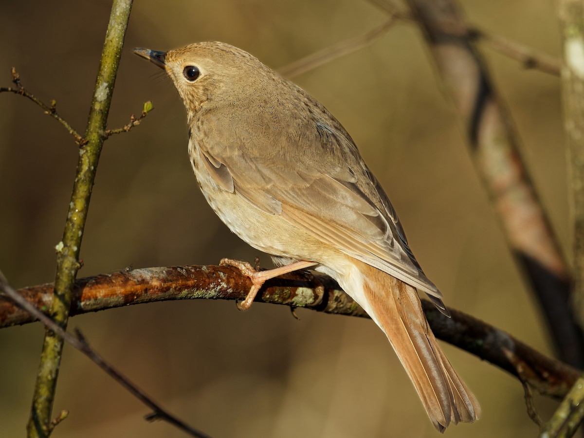 Hermit Thrush - ML651148030