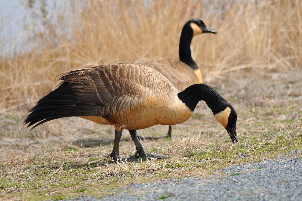 Bernache du Canada - ML651148087