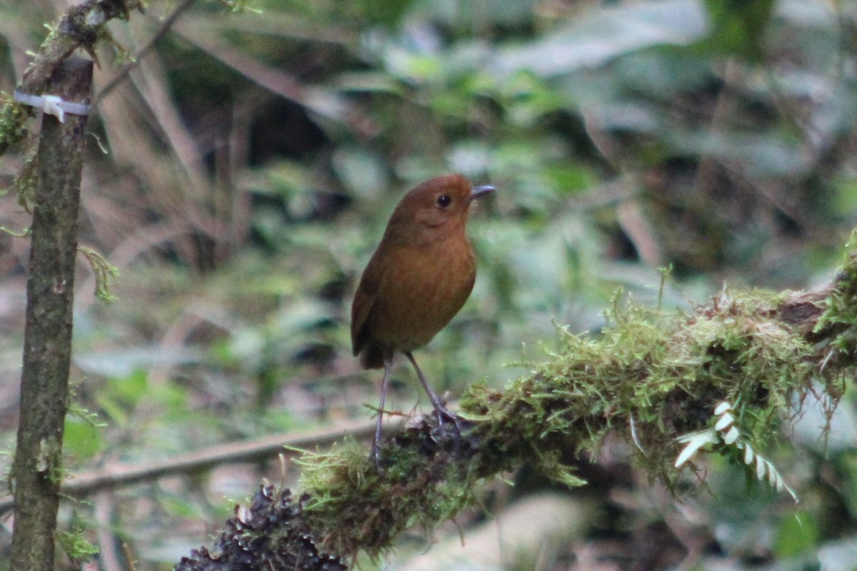Equatorial Antpitta - ML651148097