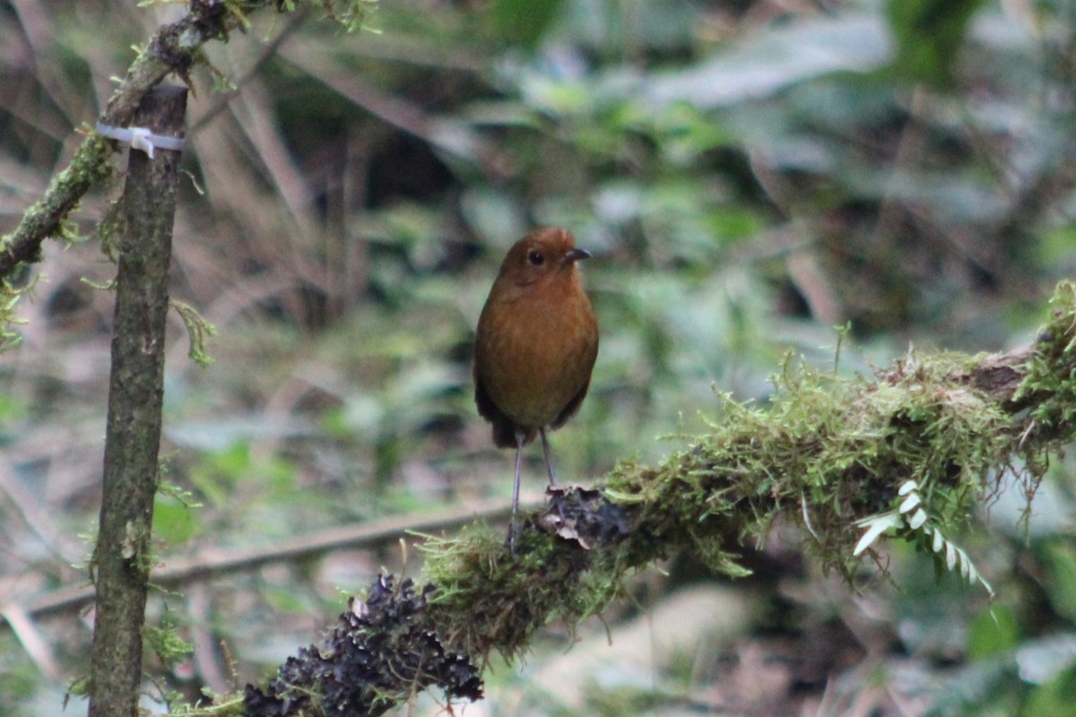 Equatorial Antpitta - ML651148098