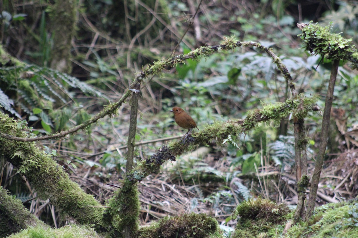 Equatorial Antpitta - ML651148099