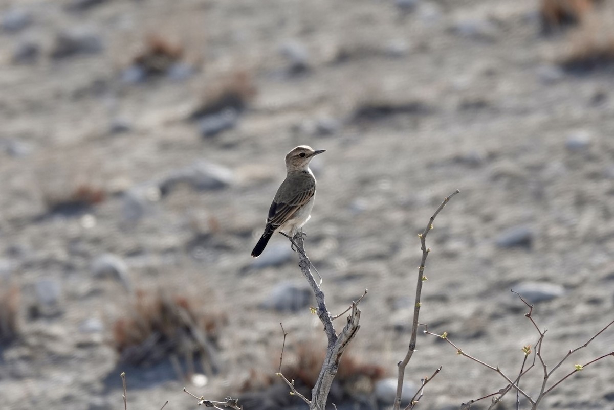 Черношапочная каменка - ML651148144
